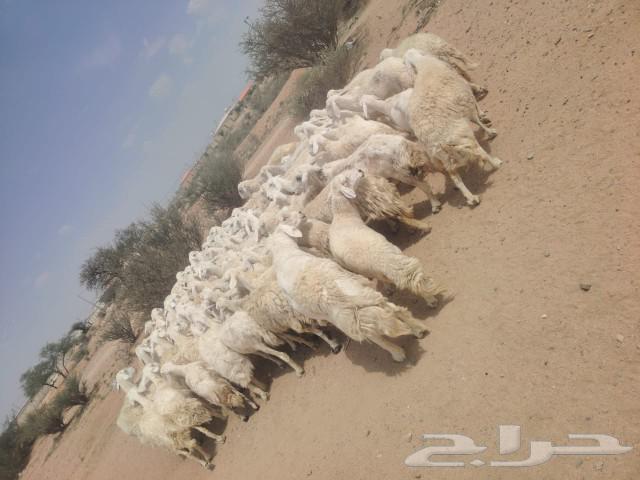 Free-range mountain sheep64489944617346110