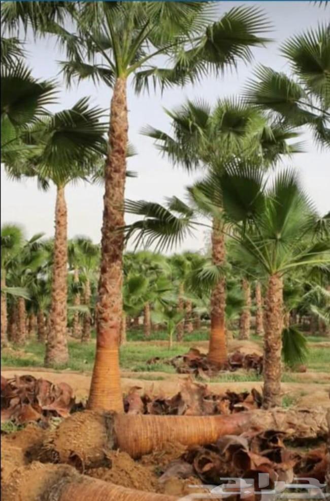 نخل واشنطونيا زينه للبيع الرياض جميع المقاسات64490482310915110