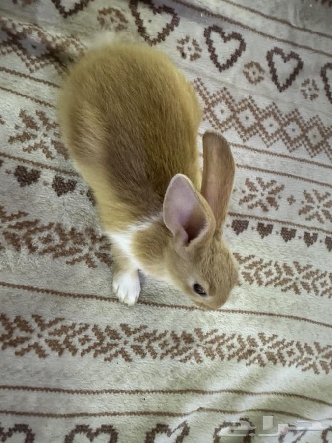 ارنب للبيع64491673623298110