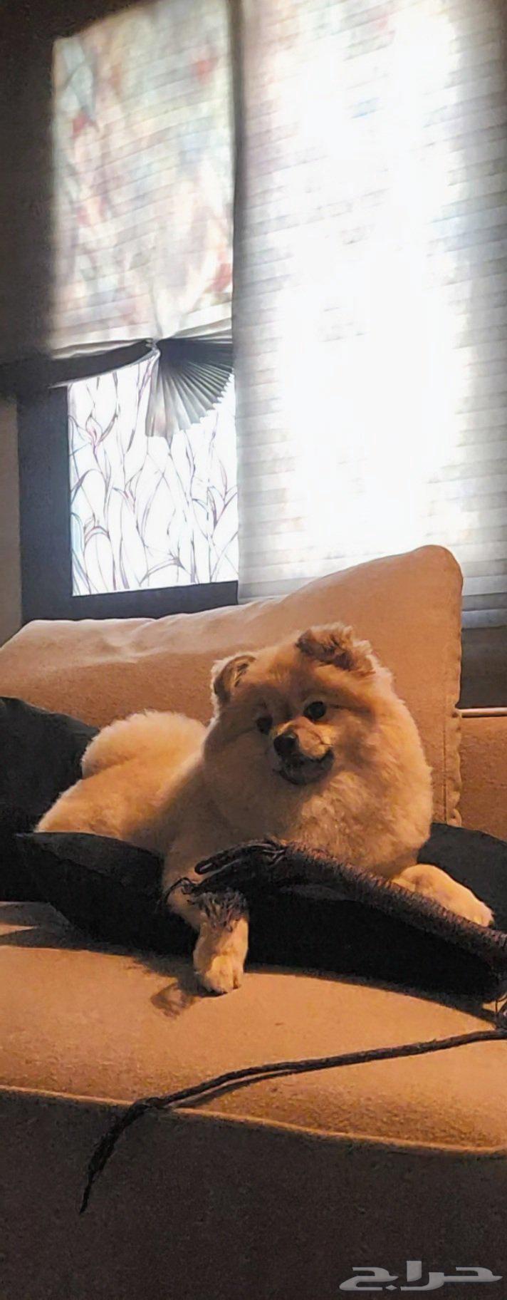 للبيع كلبة من نوع بوميرانين pomeranian64491673663234110