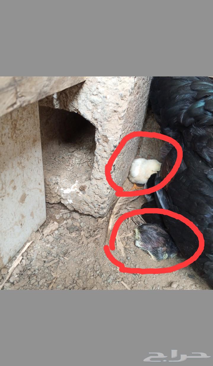 ديك سندي بيور64480263713794113