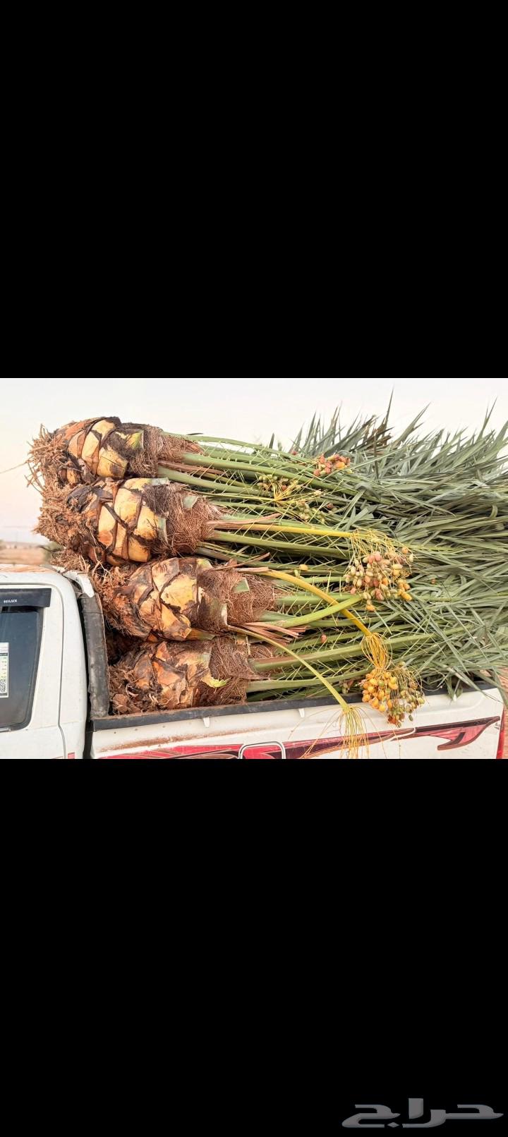 يتوفر لدينا نخيل عربي مثمر للبيع التوصيل يشمل جميع المناطق64494496226817113