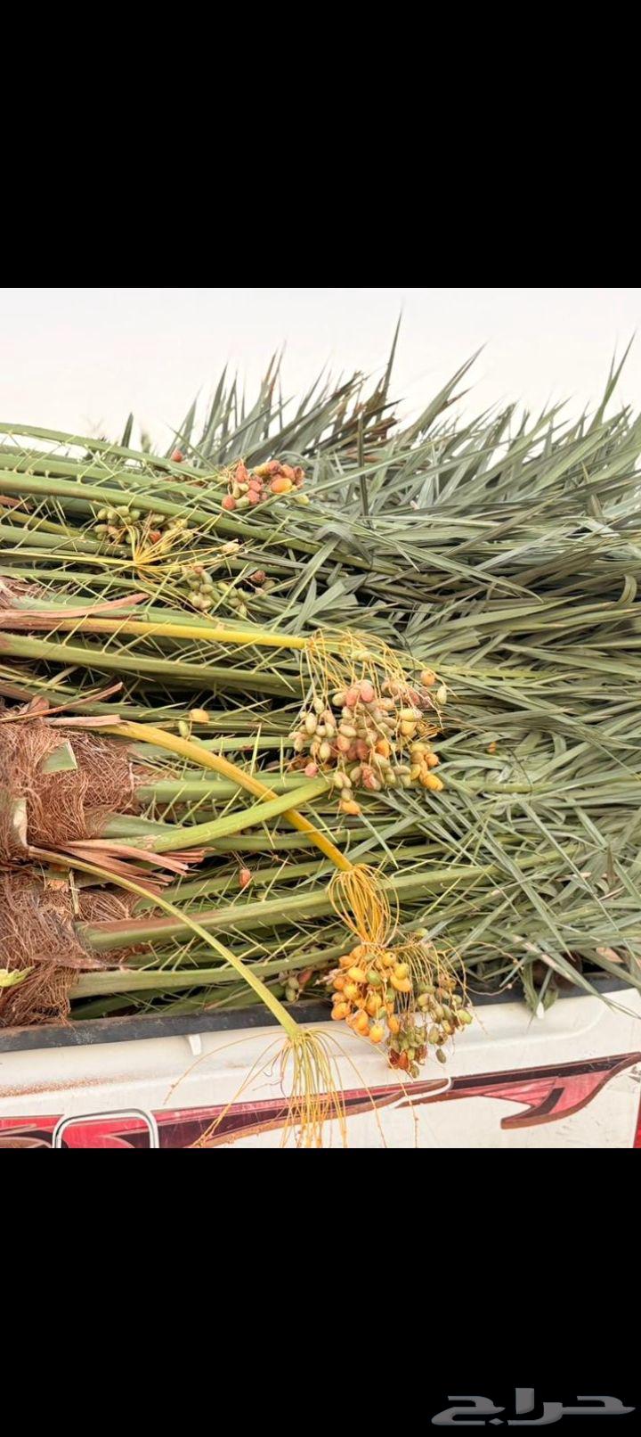 يتوفر لدينا نخيل عربي مثمر للبيع التوصيل يشمل جميع المناطق64494496226817112