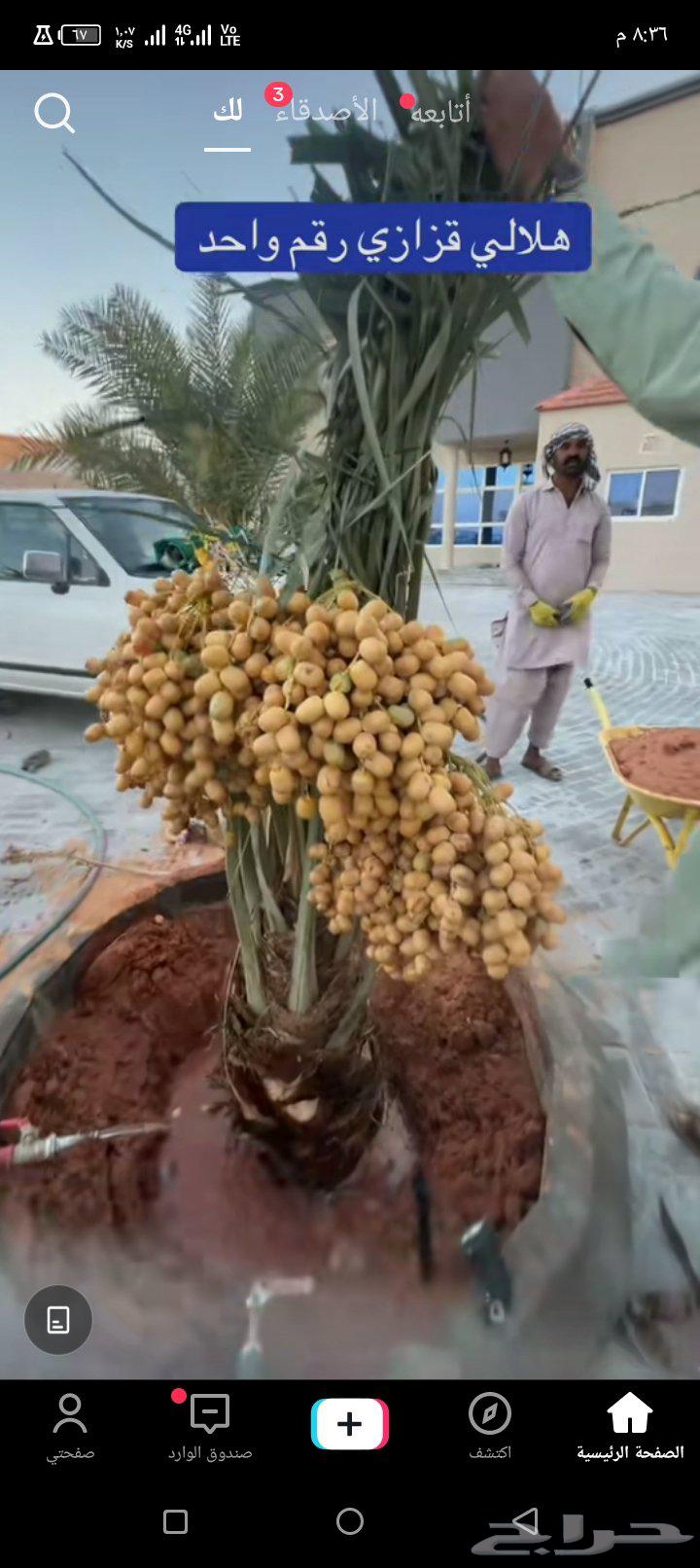 يتوفر لدينا نخيل عربي مثمر للبيع التوصيل يشمل جميع المناطق64494496226817114