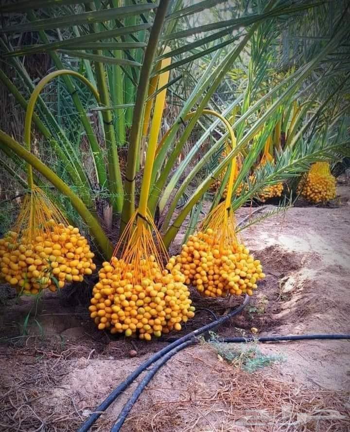 يتواجد نخيل طيب بثمره64490966341505110