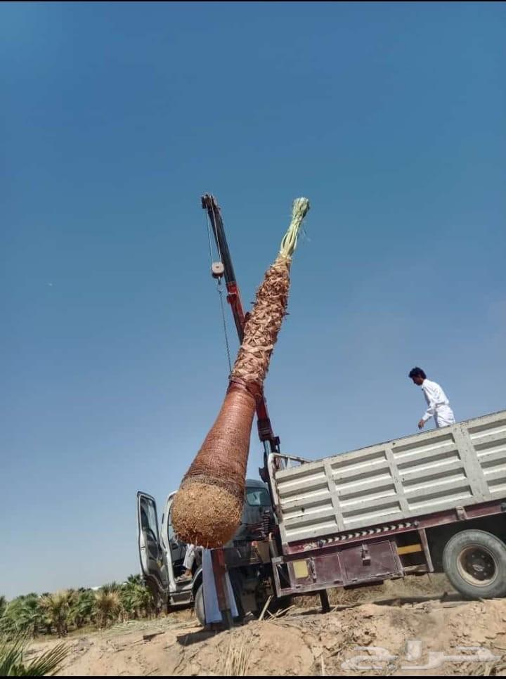 نخل واشنطونيا زينه للبيع الرياض جميع المقاسات64490482310915111