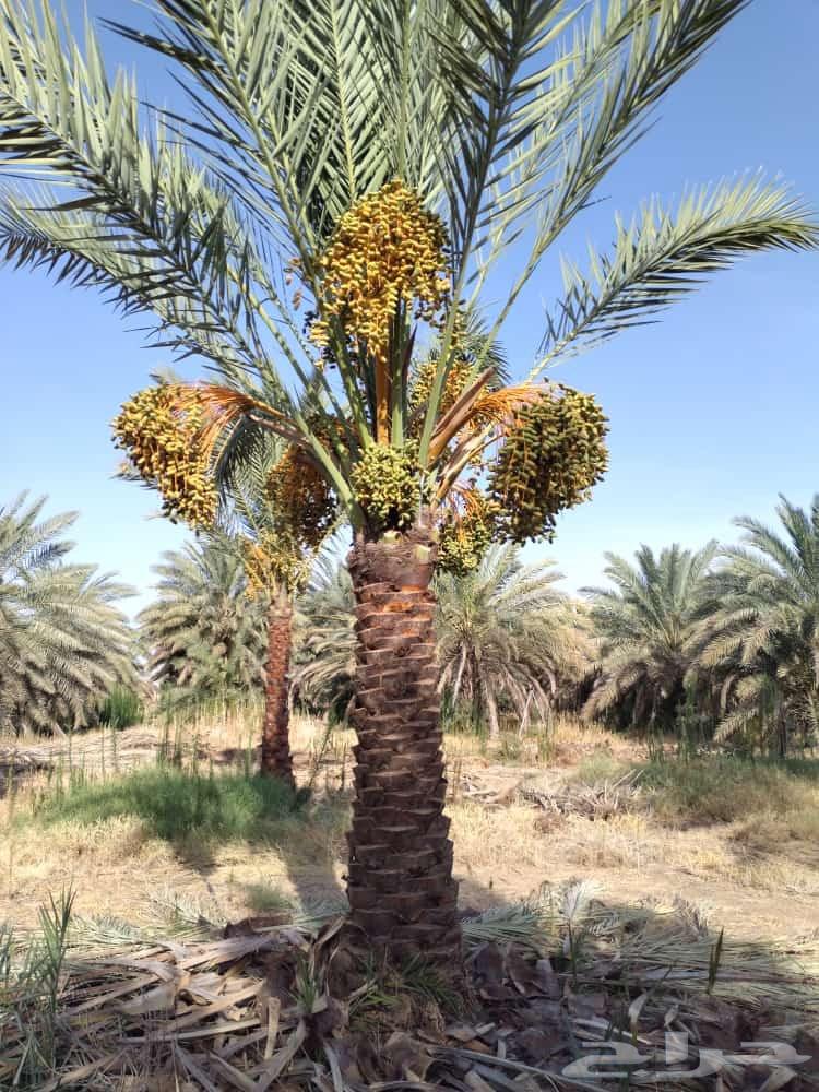 يتواجد نخيل طيب بثمره64490966341505112