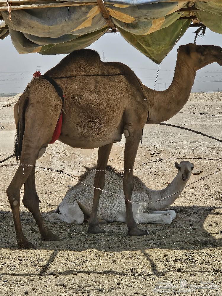 حليب خلفات طازج64488657939586112