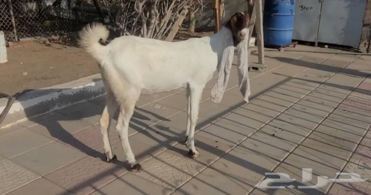 عنز حجازيه بيضاء خصم الخصم فاخره64487897115265113