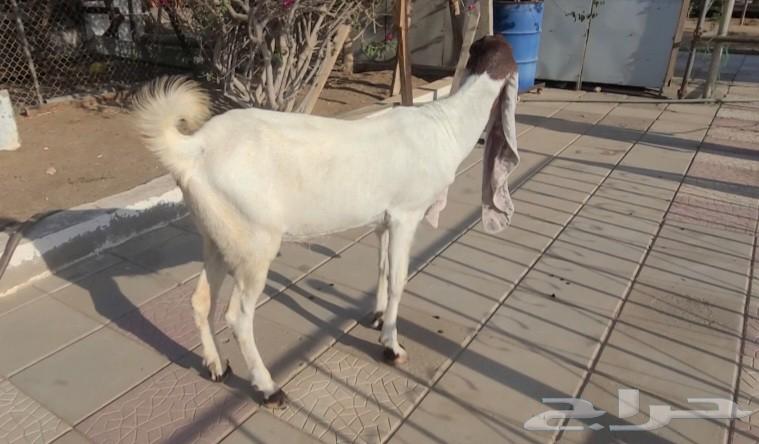 عنز حجازيه بيضاء خصم الخصم فاخره64487897115265111