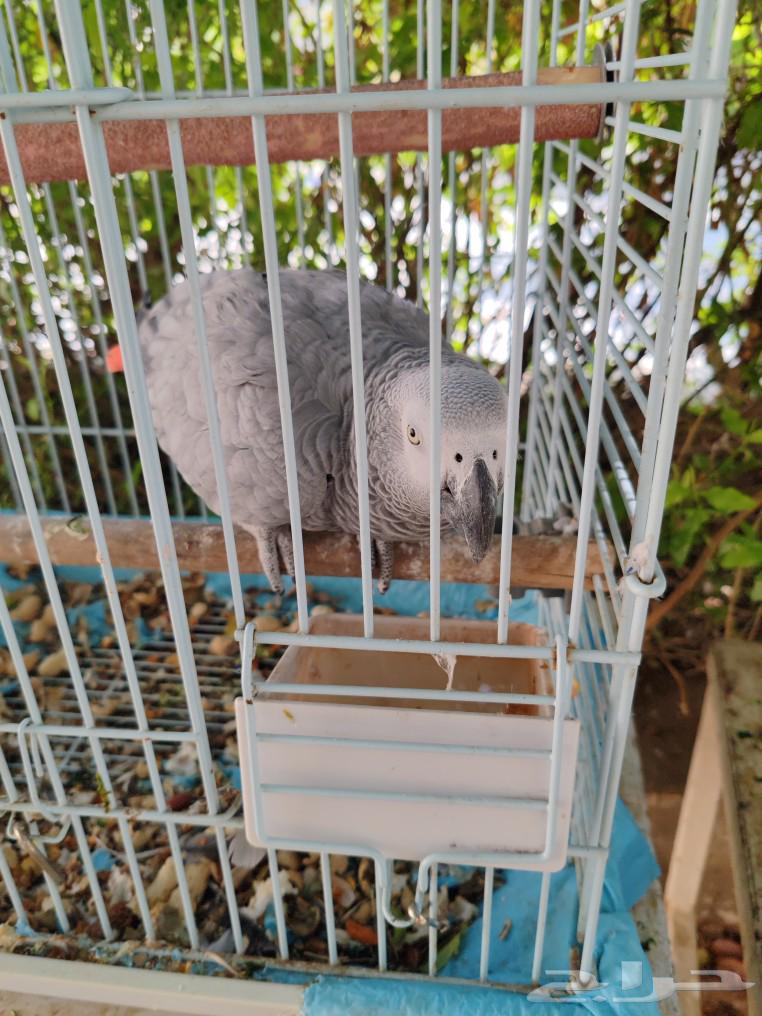 يوجد لدي ببغاء كاسكو اليف متكلم مع قفص ب5000قابل للتفاوض64488090622851110