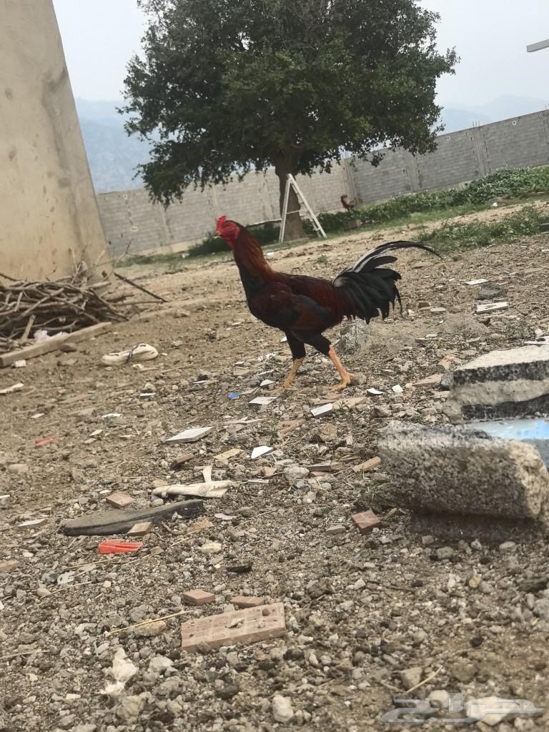 100% Pakistani rooster, average lifespan 8 months, clear color and ears64491795962498113