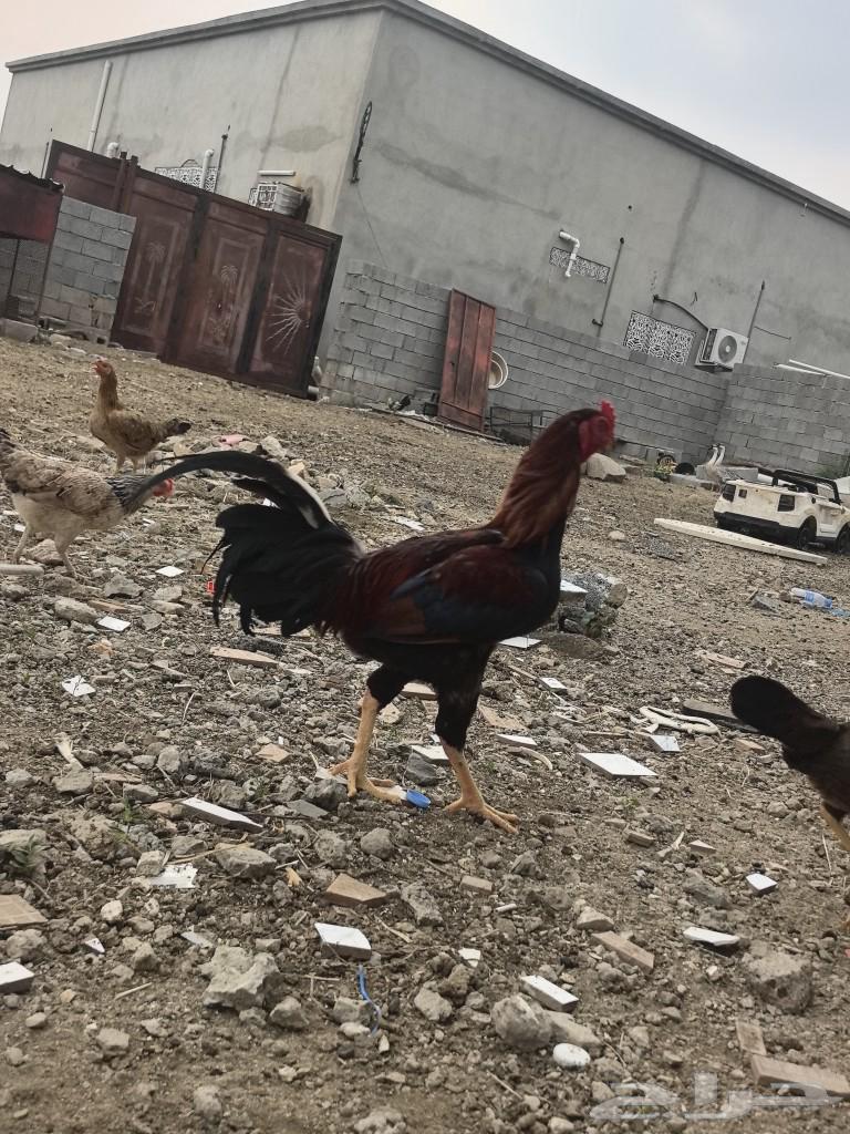 100% Pakistani rooster, average lifespan 8 months, clear color and ears64491795962498110
