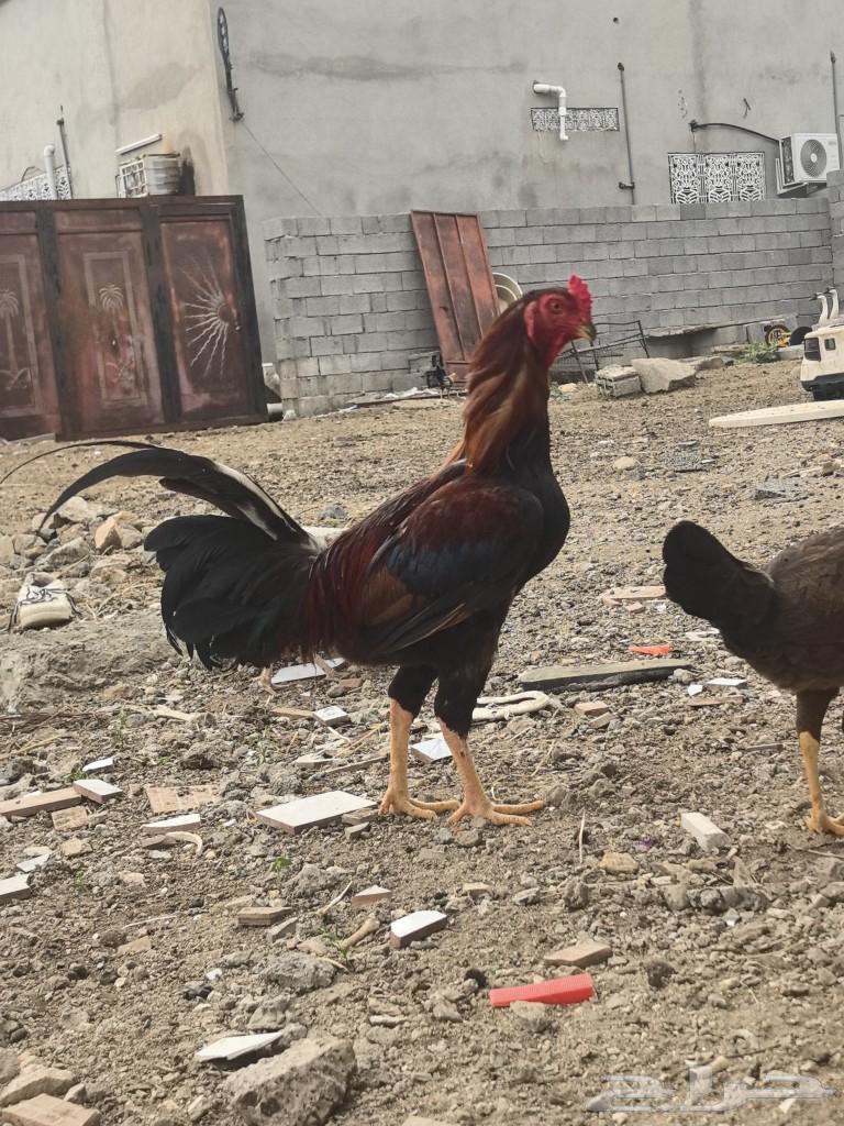 100% Pakistani rooster, average lifespan 8 months, clear color and ears64491795962498111