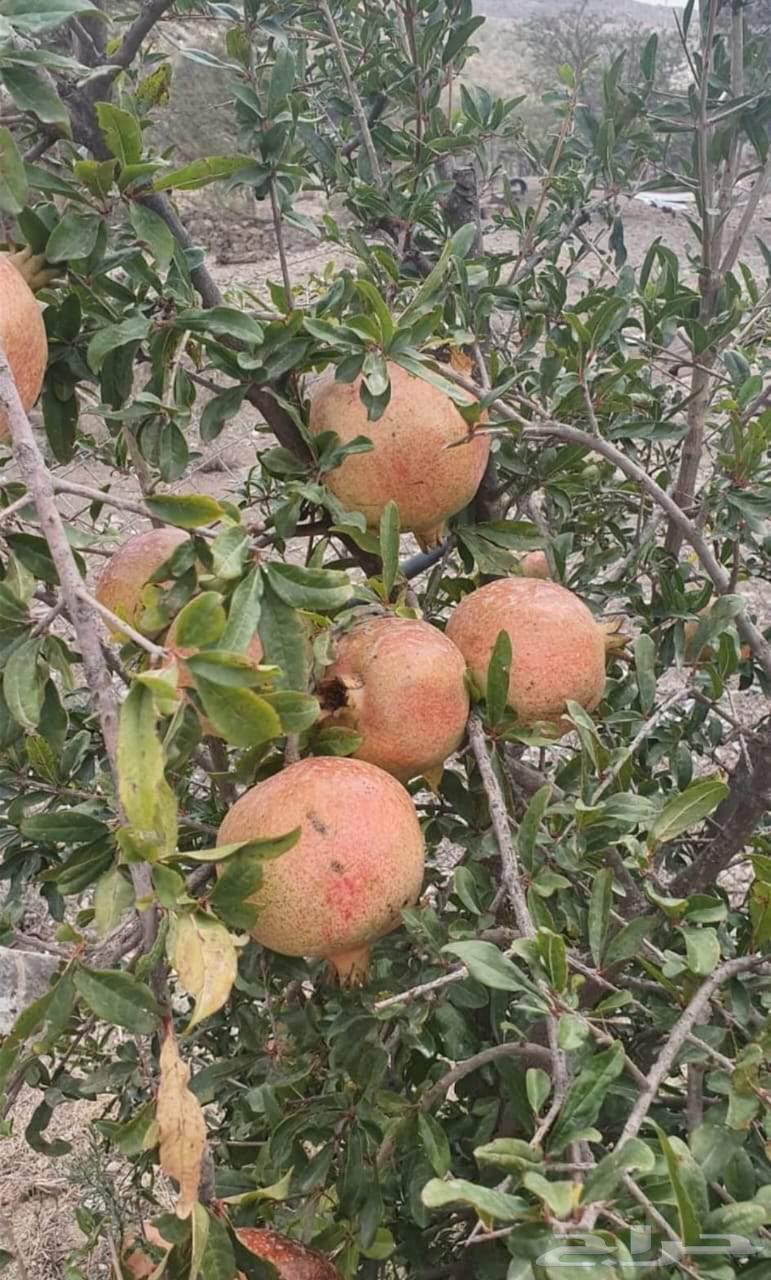 رمان الباحة. الان بالرياض64490843444866113