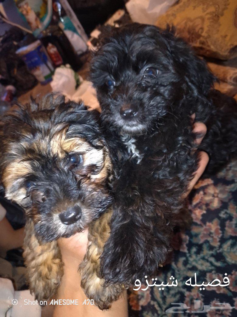 كلاب للبيع نوعين 1شيتزو وثاني لبودل64487278303617111