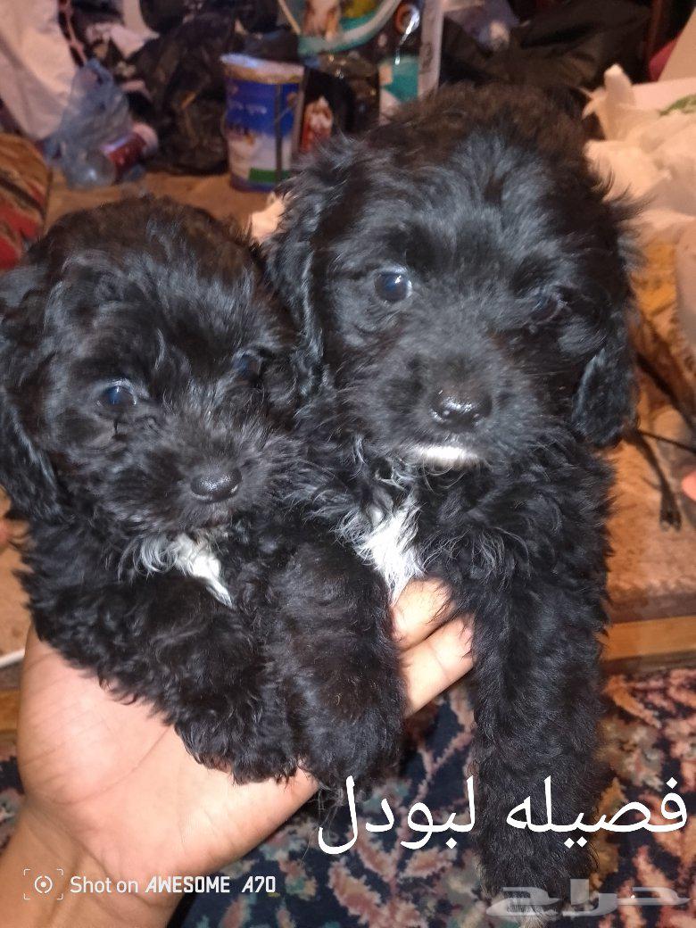 كلاب للبيع نوعين 1شيتزو وثاني لبودل64487278303617110