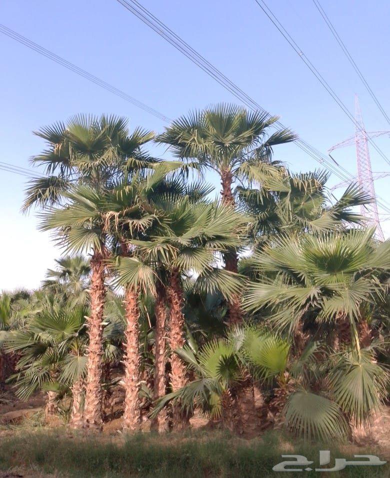نخل واشنطونيا زينه للبيع الرياض جميع المقاسات64490482310915113