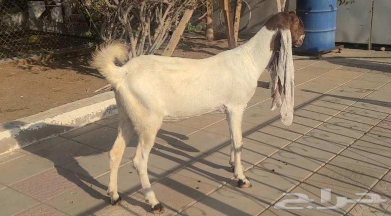 عنز حجازيه بيضاء خصم الخصم فاخره64487897115265110