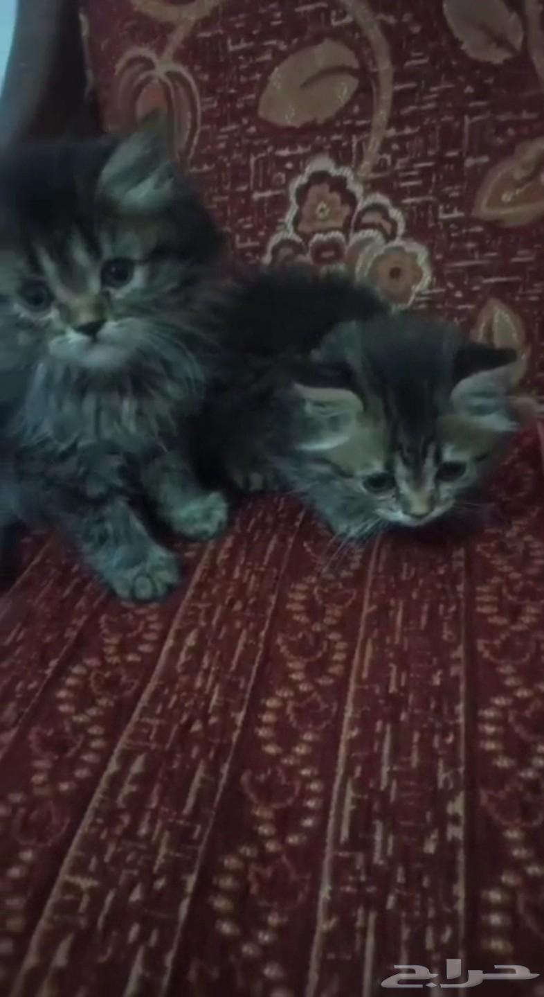 قطط كيتن صغيره هيمالايا هجين راغدول للبيع64492907638659111