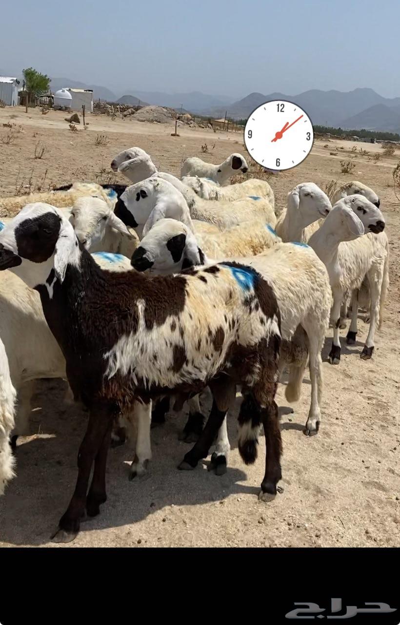 سواكن للبيع المطلوب 910 تم البيع64491795945473110