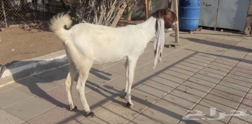 عنز حجازيه بيضاء خصم الخصم فاخره64487897115265112