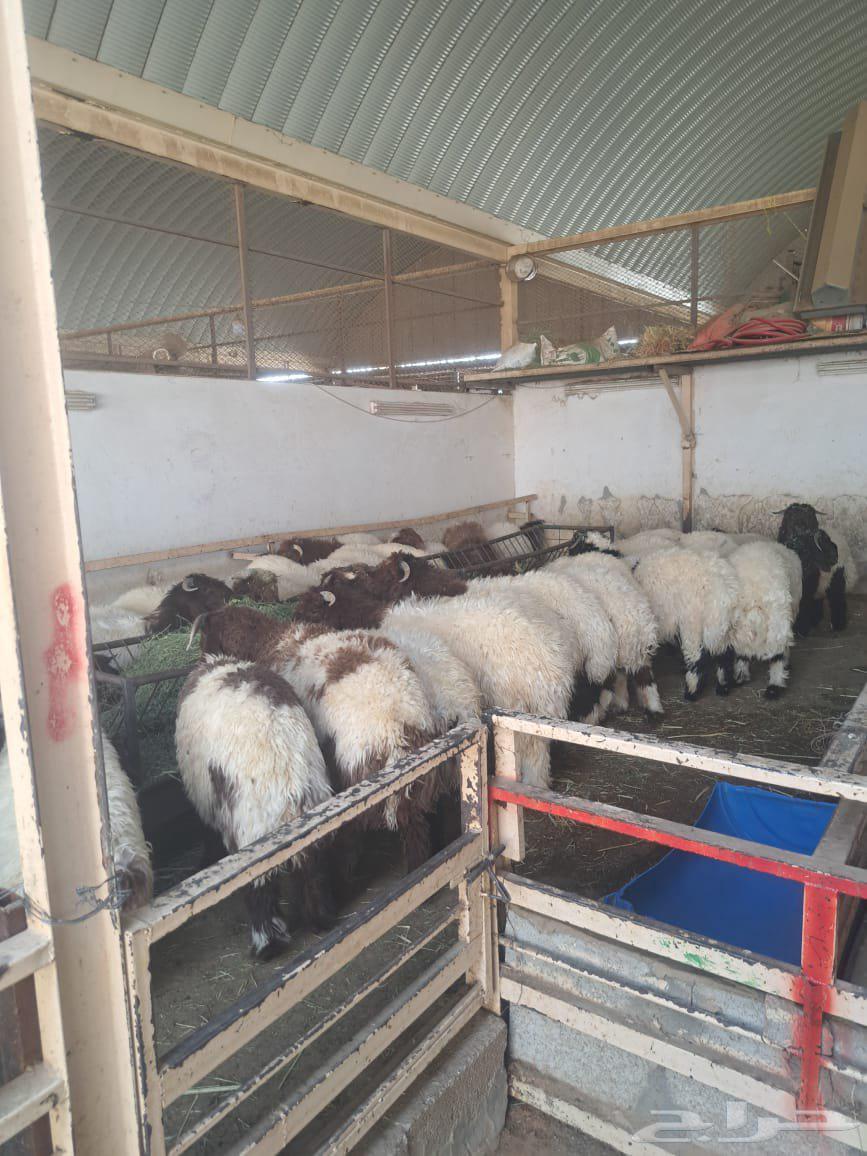 ثماني رخال اعمار 6 شهور السوم علي 1450 جوال64491455326081110