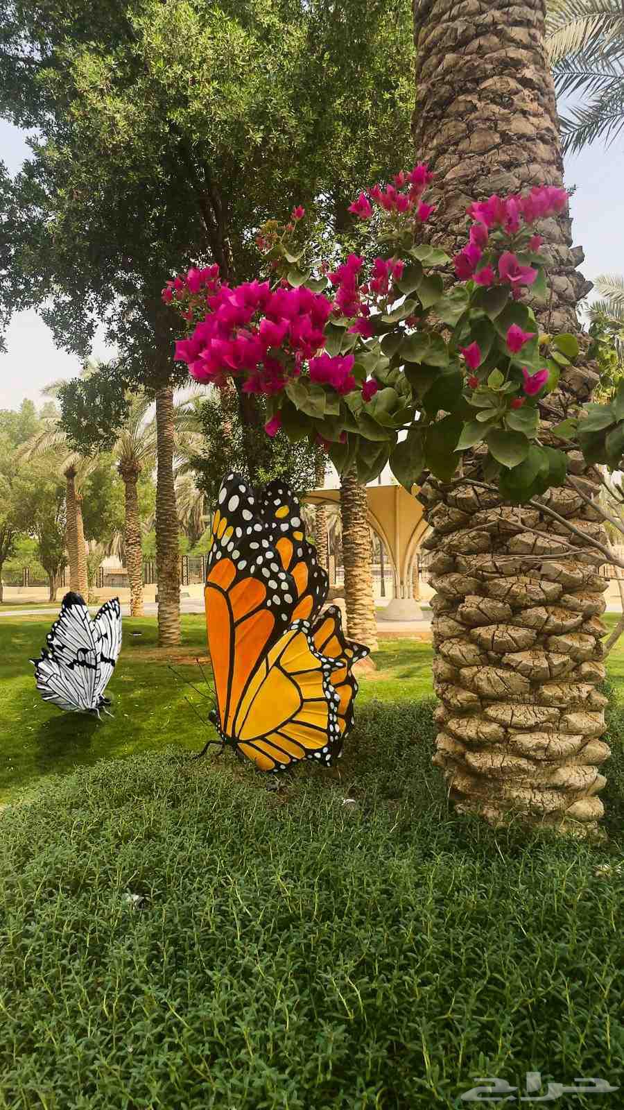 Butterflies64494359474562111