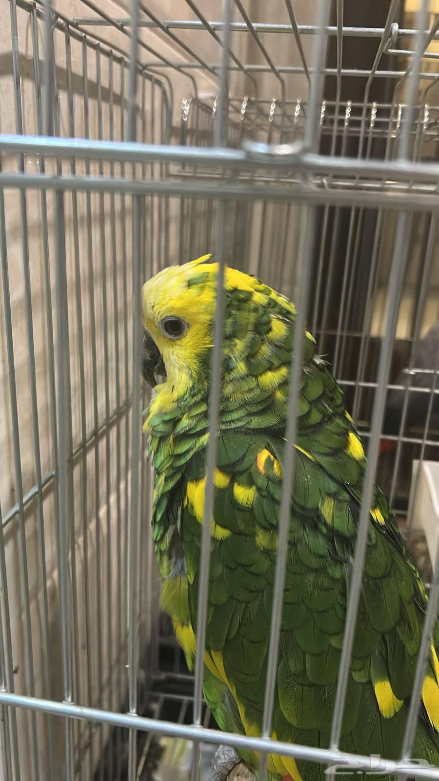 Amazon Blue Fronted Parrot, pet parrot that can talk for sale64492230321025110
