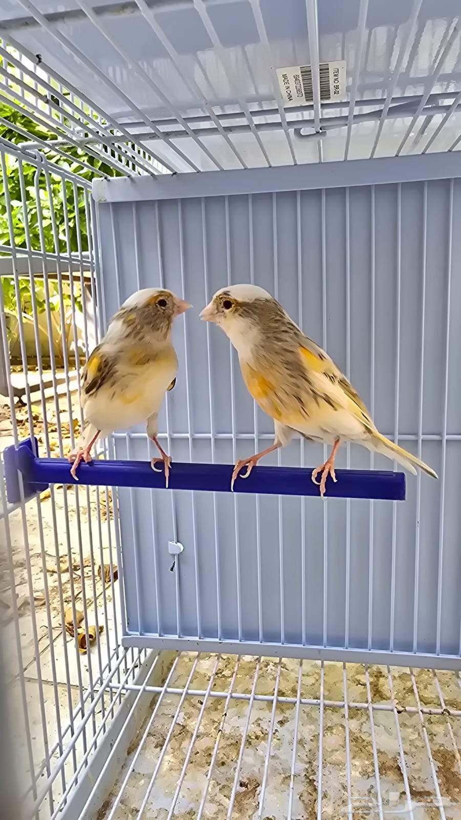 أجواز كناري منتجه ( تم البيع )64488243099138114