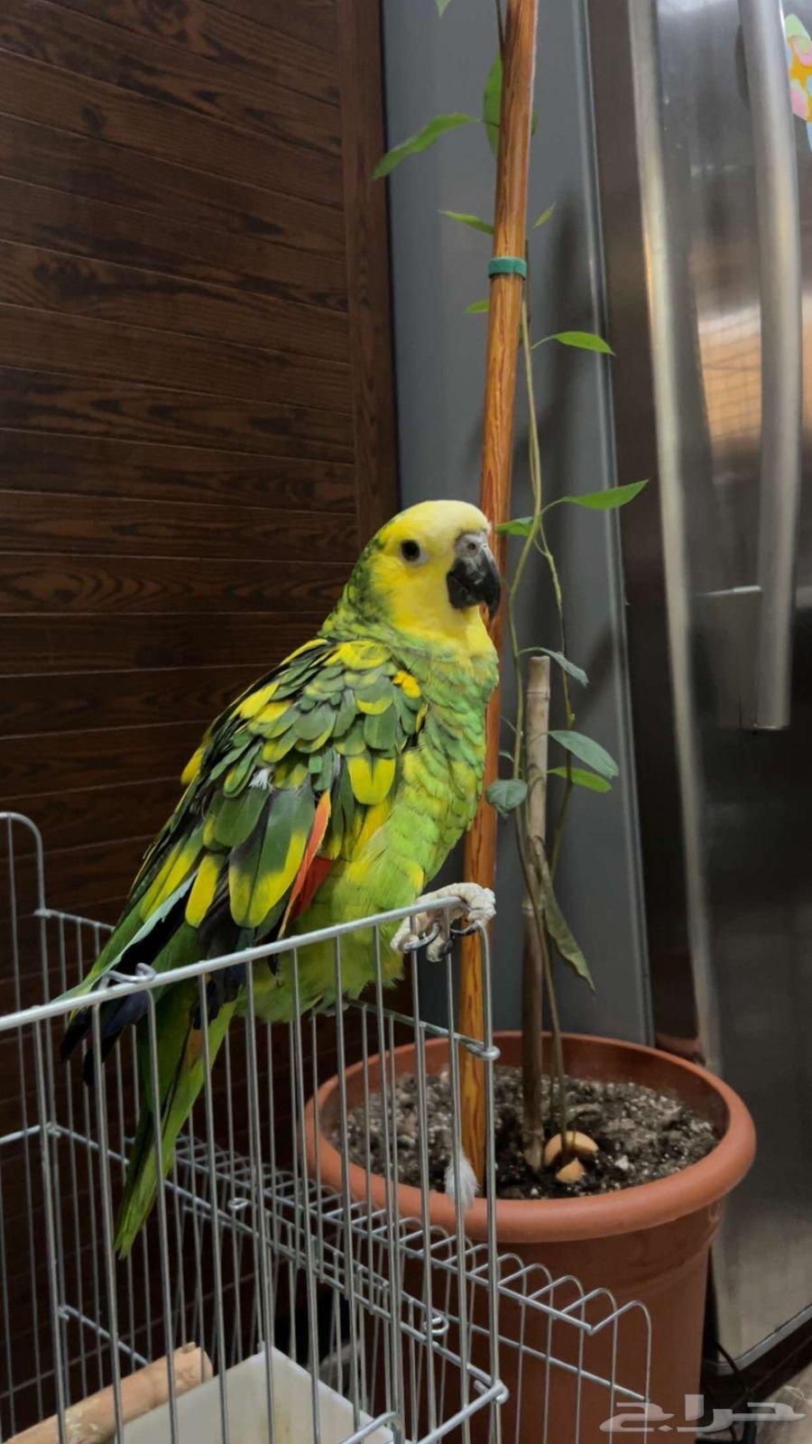 Amazon Blue Fronted Parrot, pet parrot that can talk for sale64492230321025111