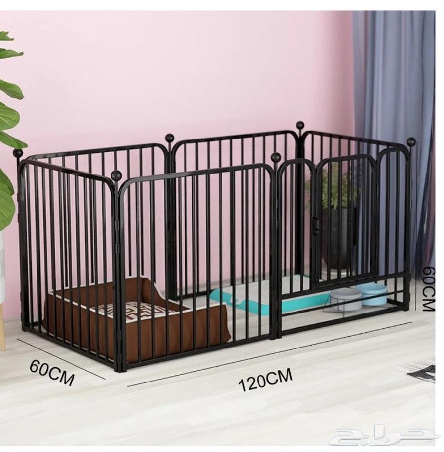 للبيع كلبة من نوع بوميرانين pomeranian64491673663234113