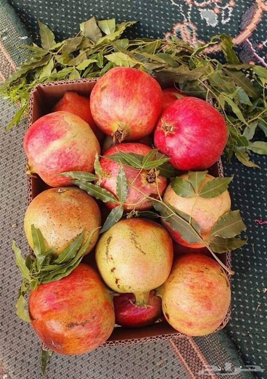 رمان الباحة. الان بالرياض64490843444866114