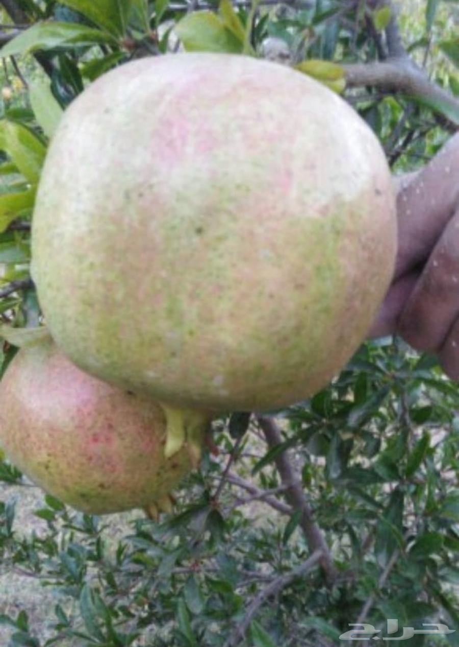 رمان الباحة. الان بالرياض64490843444866112