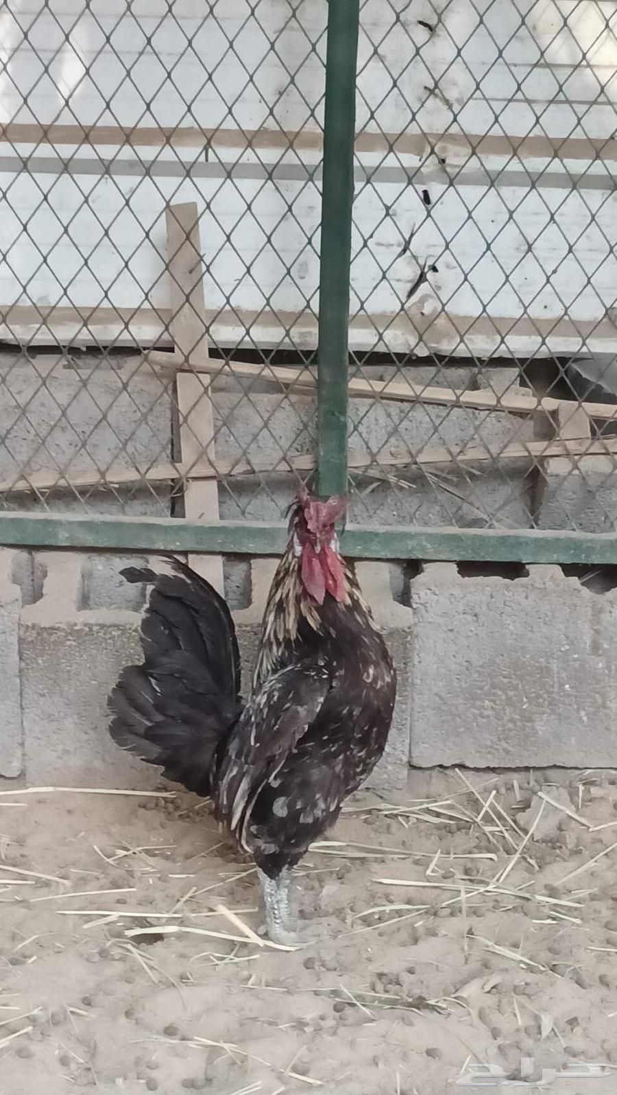 ديك كوبرا64487650017155111