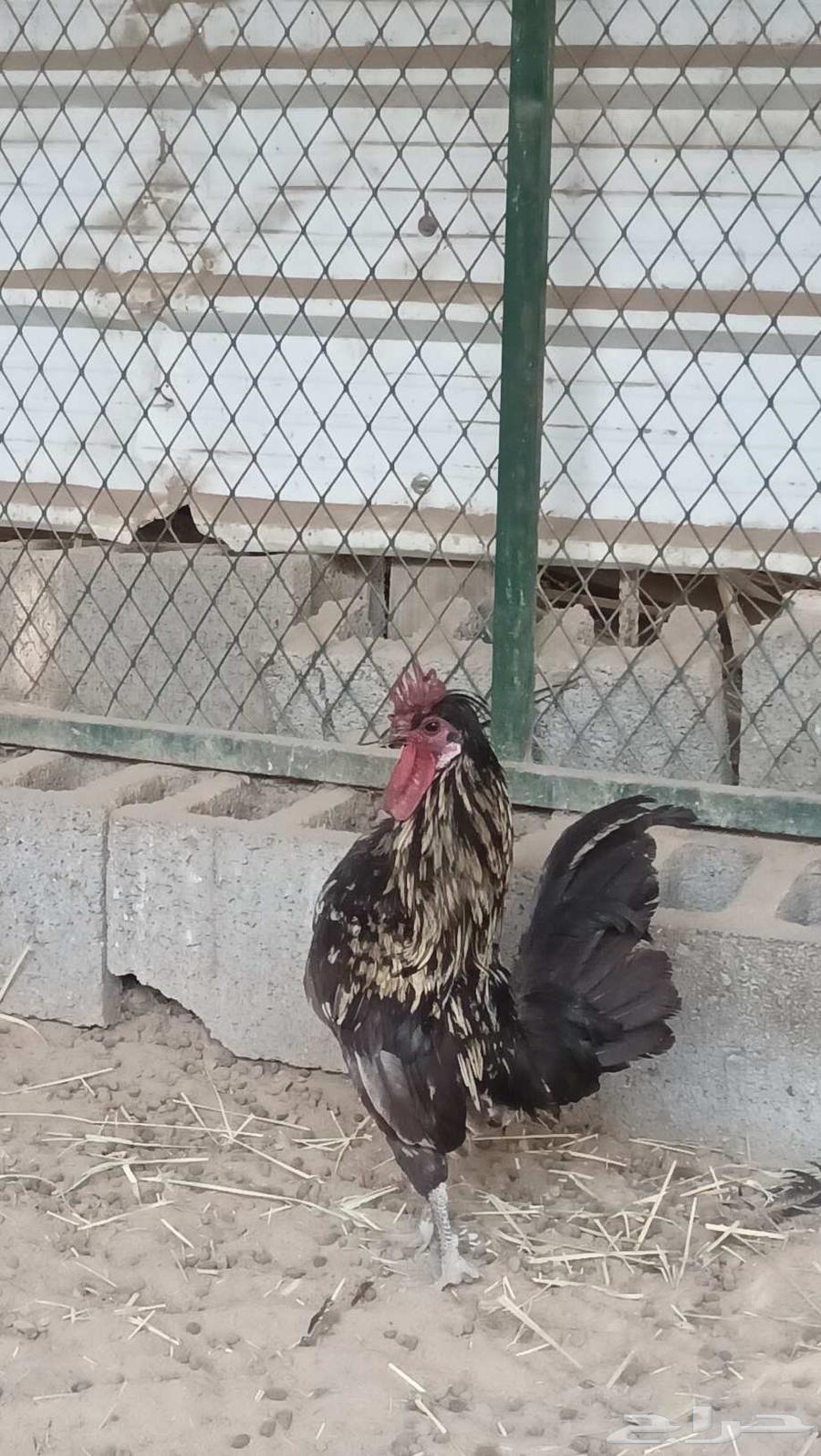 ديك كوبرا64487650017155110