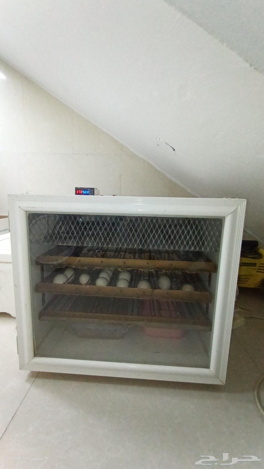 Hatching Eggs64494883555970110