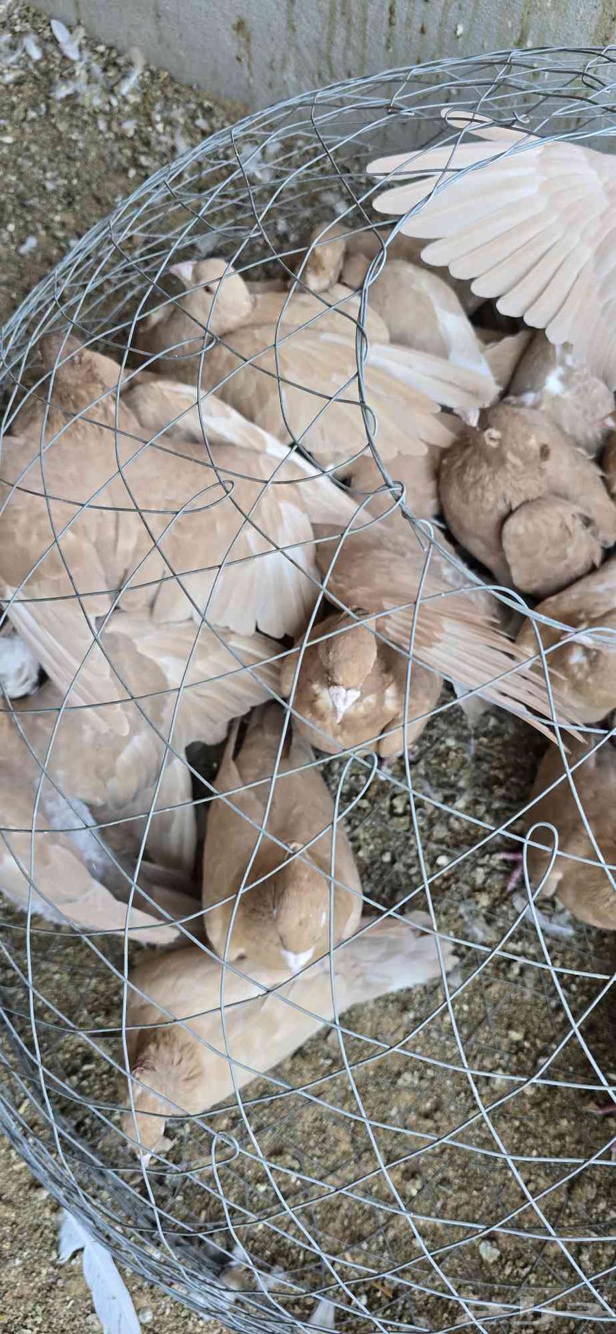 For sale 16 pairs of yellow homing pigeons, various ages, productive64487938189058113