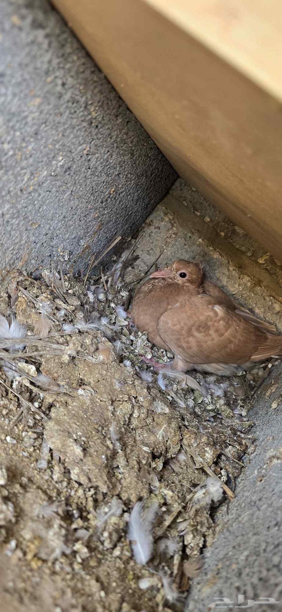 For sale 16 pairs of yellow homing pigeons, various ages, productive64487938189058111