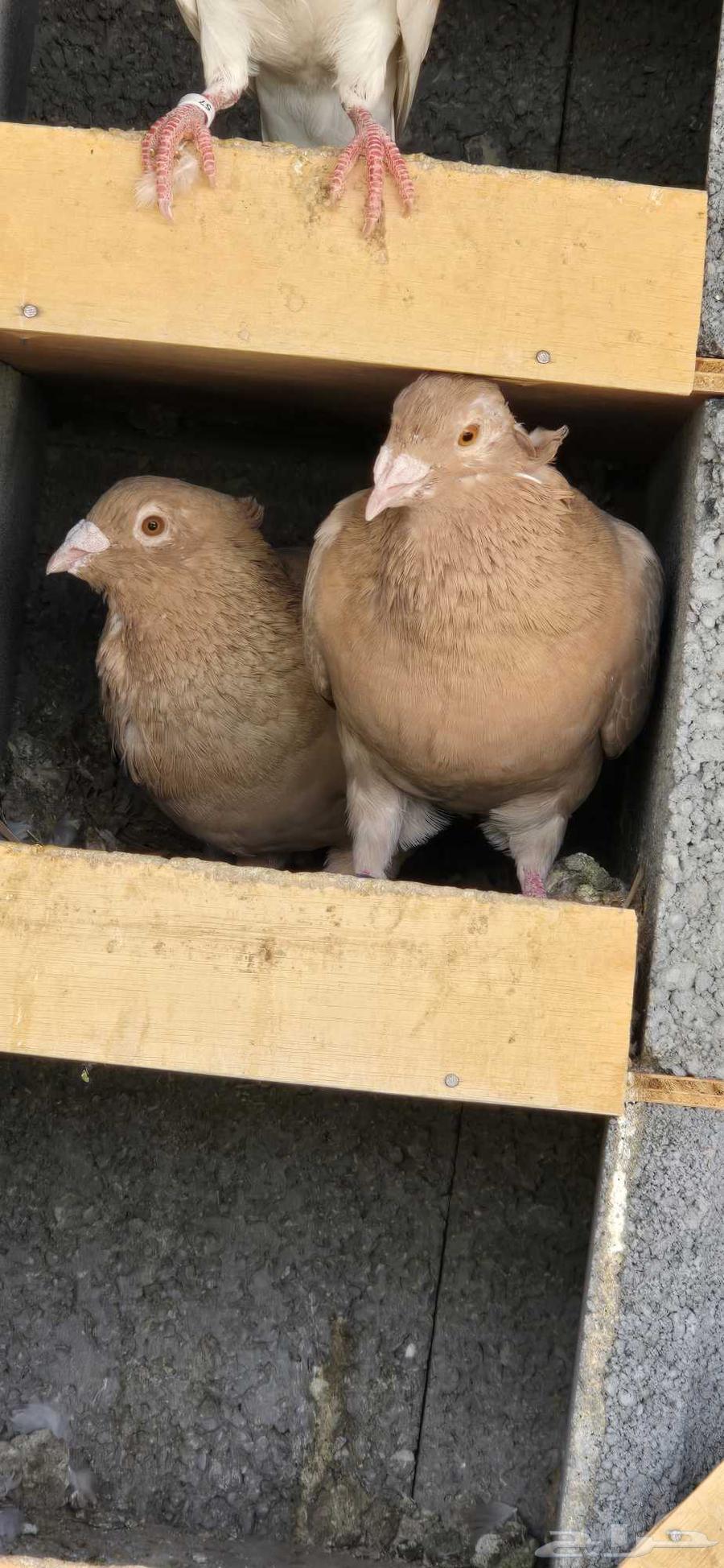 For sale 16 pairs of yellow homing pigeons, various ages, productive64487938189058110