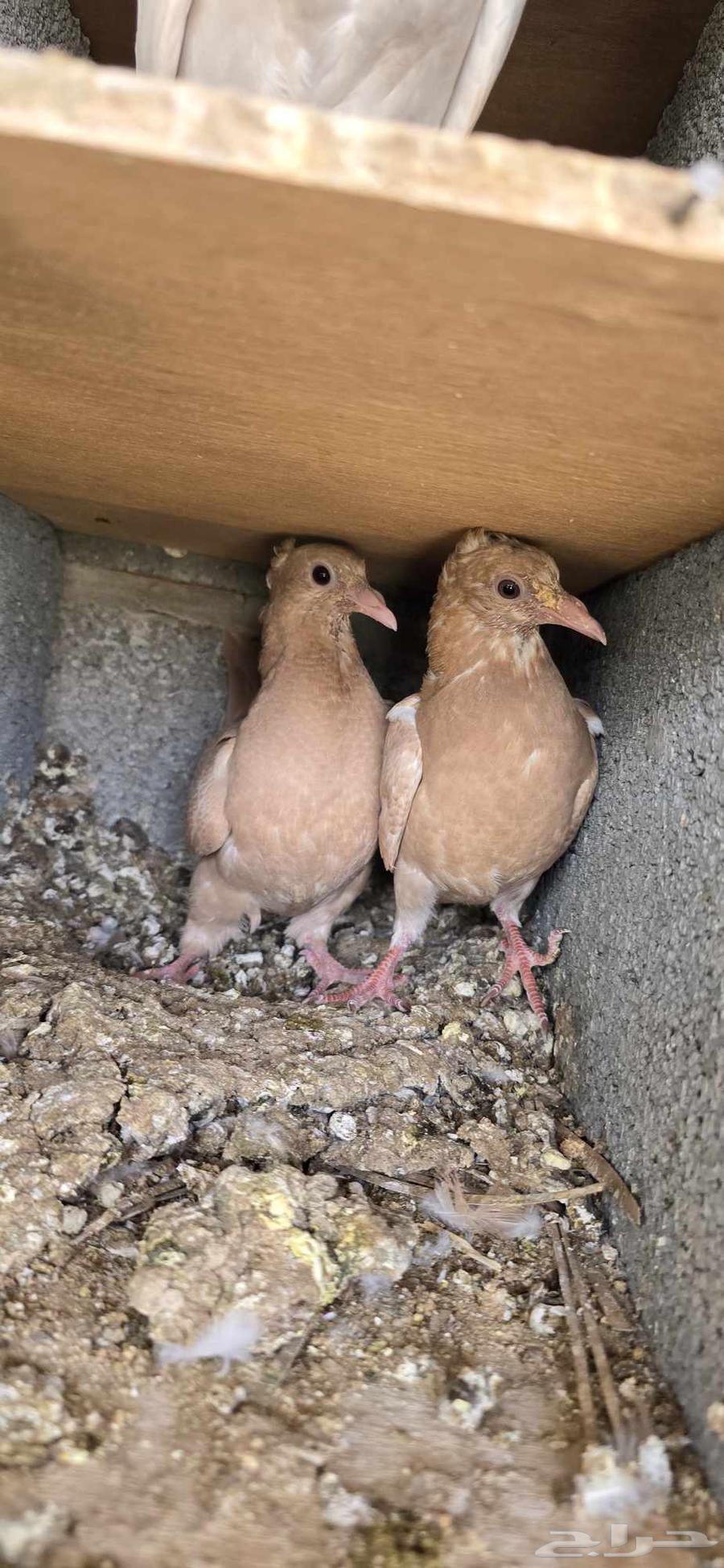 For sale 16 pairs of yellow homing pigeons, various ages, productive64487938189058112