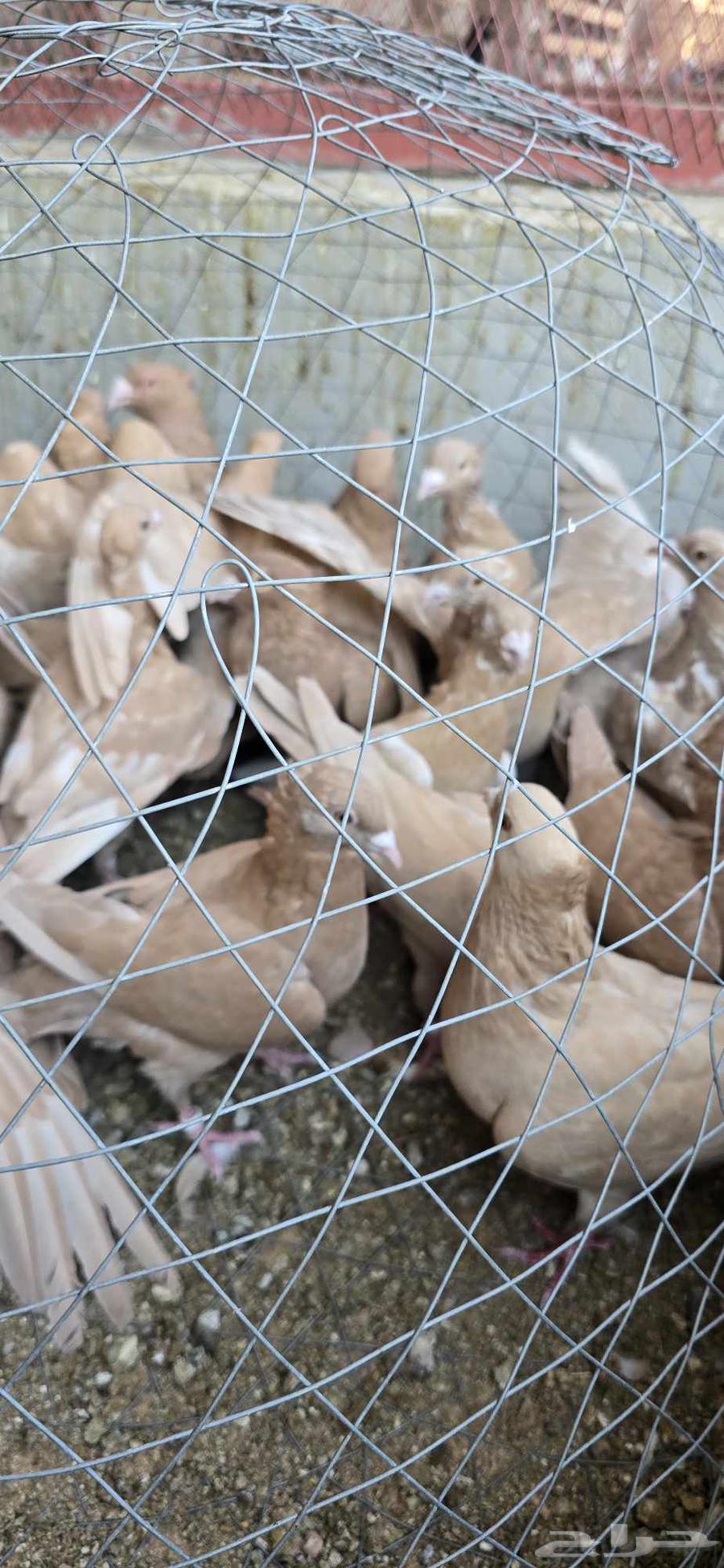 For sale 16 pairs of yellow homing pigeons, various ages, productive64487938189058114