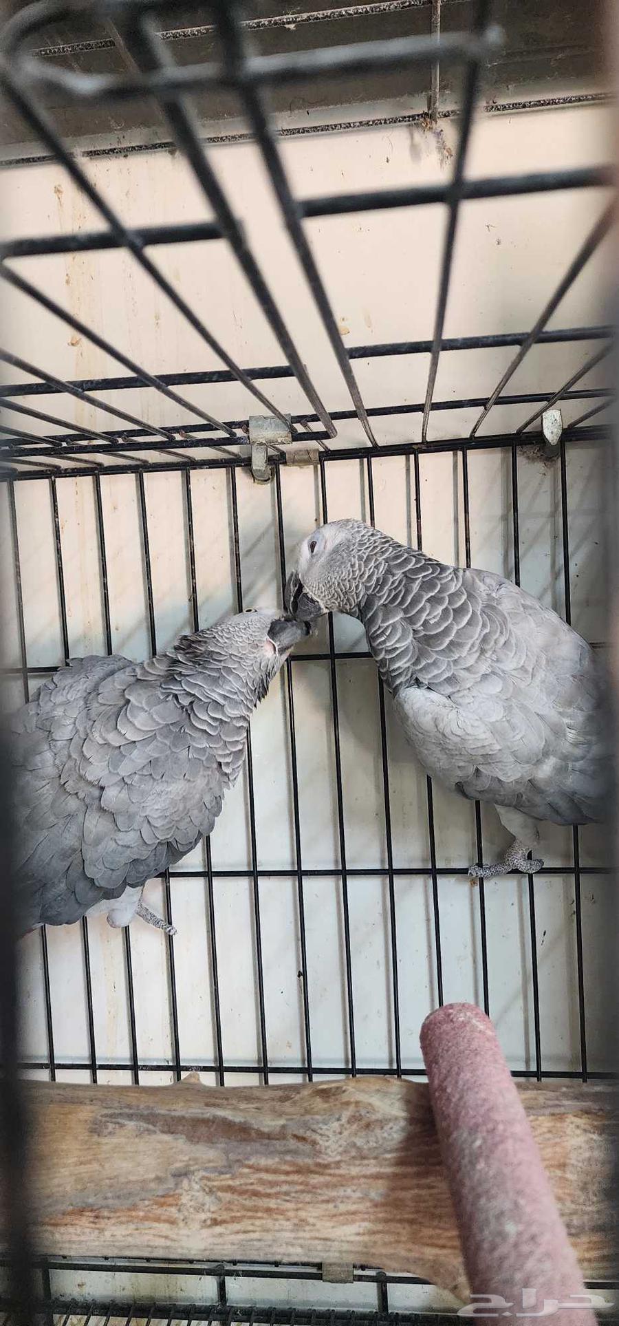 زوج كاسكو جامبو محلل64433686607747113