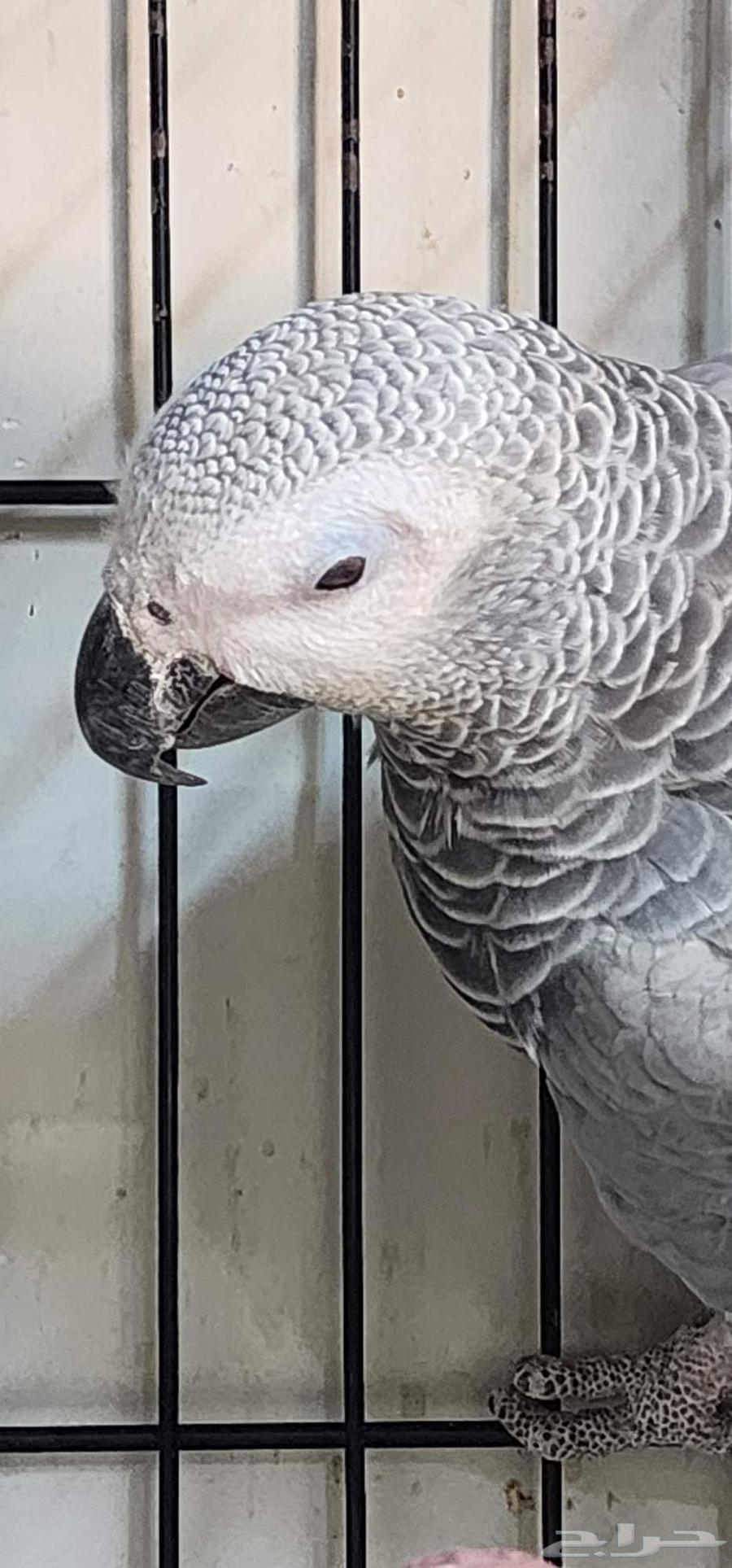 زوج كاسكو جامبو محلل64433686607747112