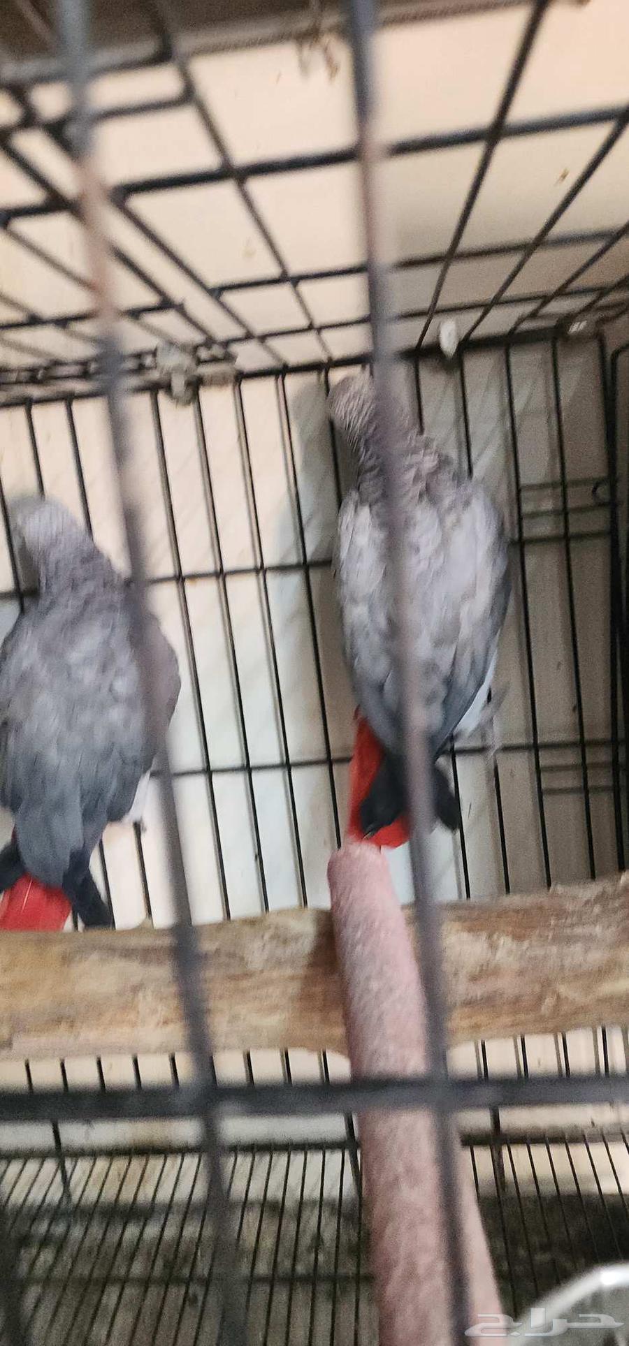 زوج كاسكو جامبو محلل64433686607747114