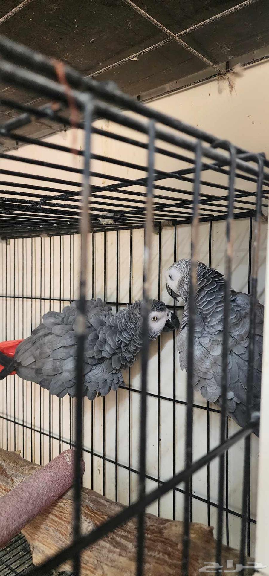 زوج كاسكو جامبو محلل64433686607747110