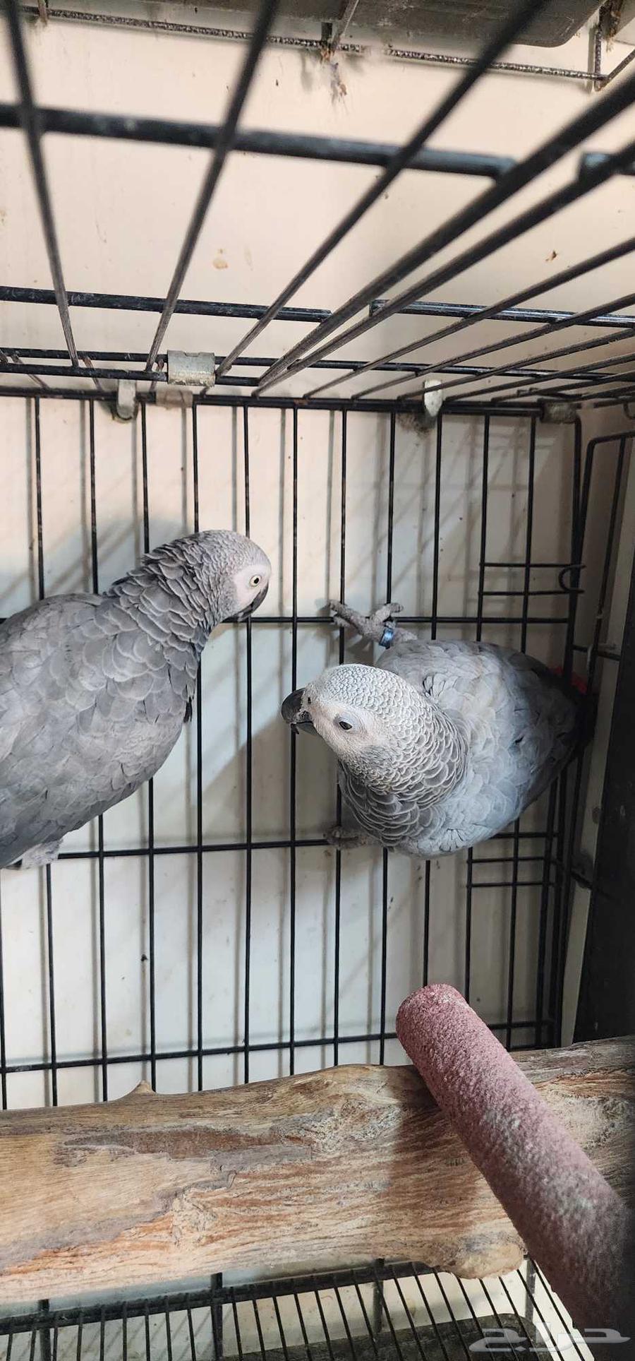 زوج كاسكو جامبو محلل64433686607747111