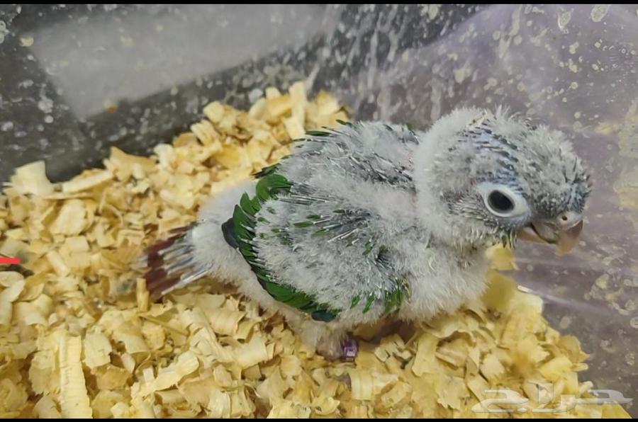 Yellow Side64488893099009110