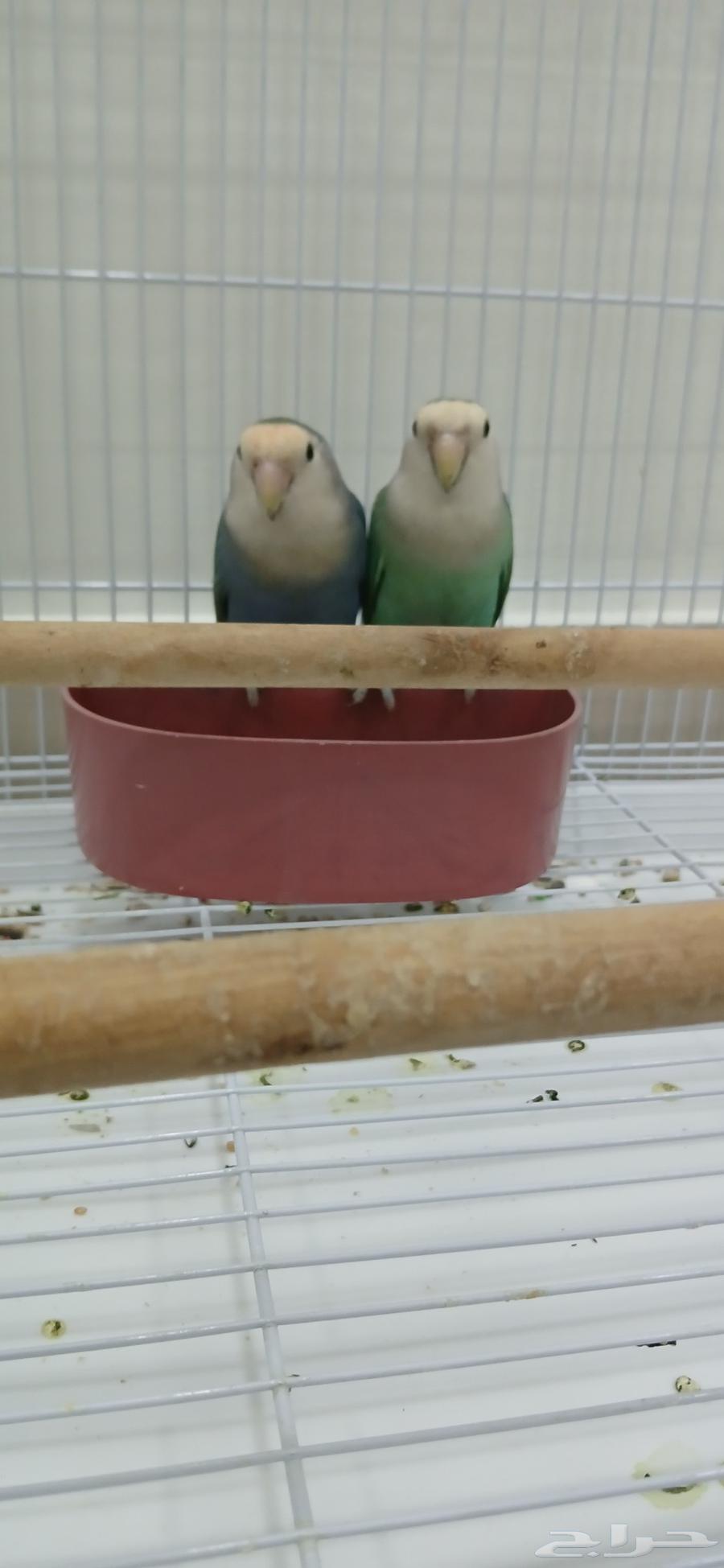 طيرين روز الحبه 140 ريال بتشتري الحبتين مع بعض 200 سعر جمله64493043003779110