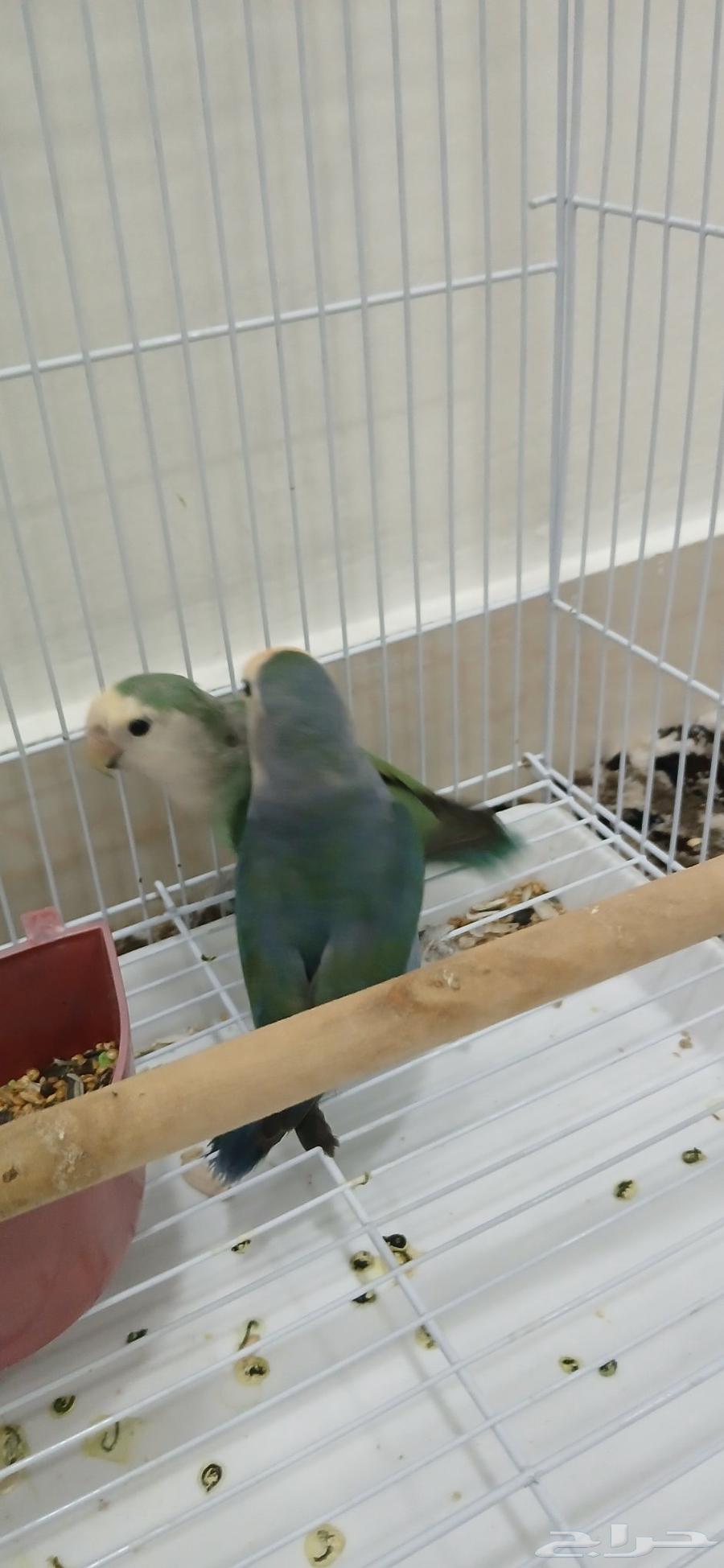 طيرين روز الحبه 140 ريال بتشتري الحبتين مع بعض 200 سعر جمله64493043003779111